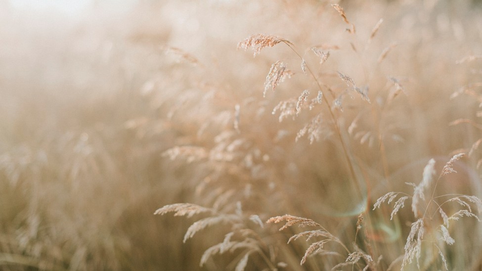 VEGAN FRAGRANCE — A MORE CONSCIOUS WAY TO SMELL BEAUTIFUL
